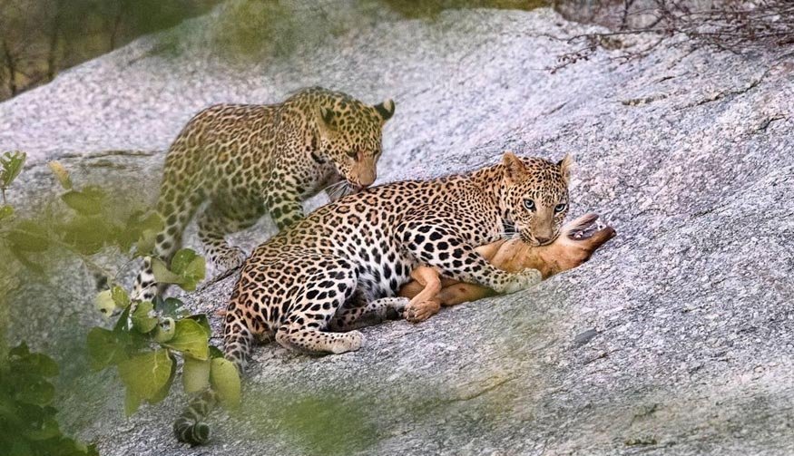 jawai-leopard-safari-udaipur-1